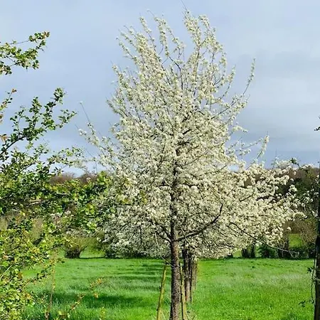 Au Ny Des Hirondelles A 10min De Durbuy オットン