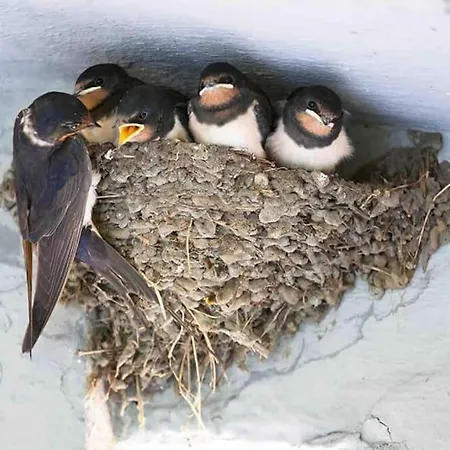 Au Ny Des Hirondelles A 10min De Durbuy * オットン